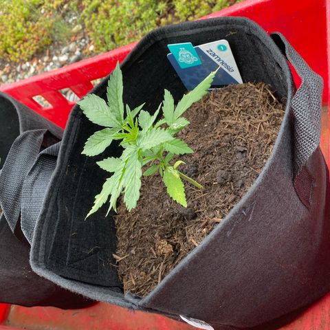 AK-420 Auto growlog timeline photo