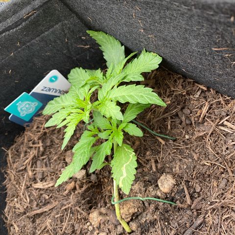Northern Lights growlog timeline photo