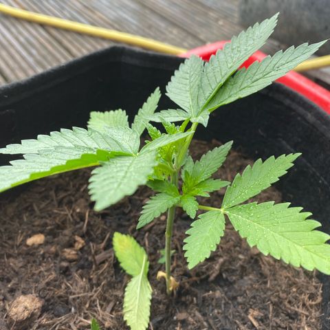 Super Silver Haze growlog timeline photo