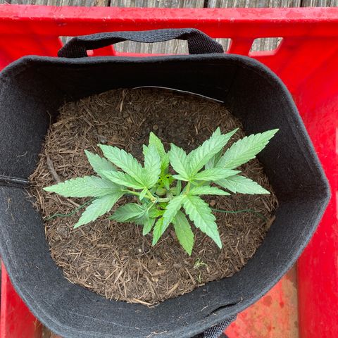 Grape Ape Auto F1 growlog timeline photo