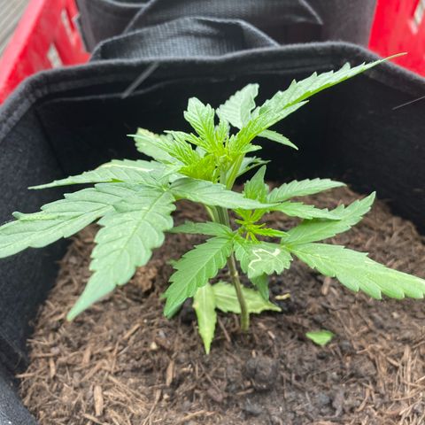 AK-420 Auto growlog timeline photo