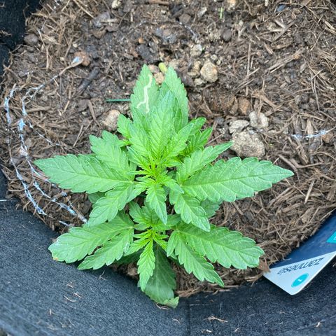 Northern Lights growlog timeline photo