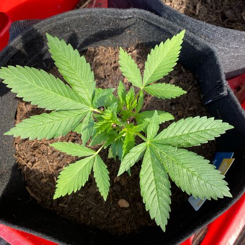 Super Silver Haze growlog timeline photo