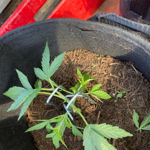 Grape Ape Auto F1 growlog timeline photo