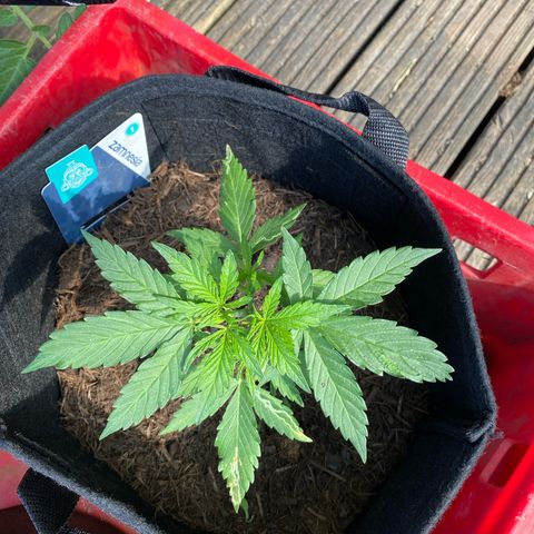 AK-420 Auto growlog timeline photo