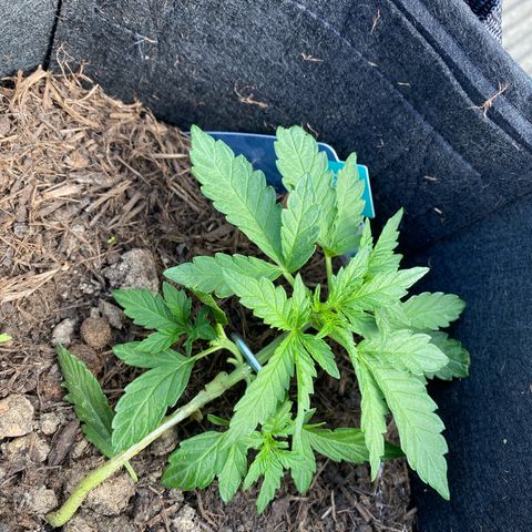 Northern Lights growlog timeline photo