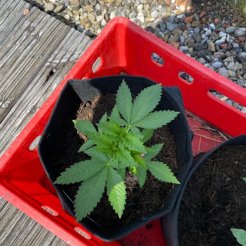 Super Silver Haze growlog timeline photo
