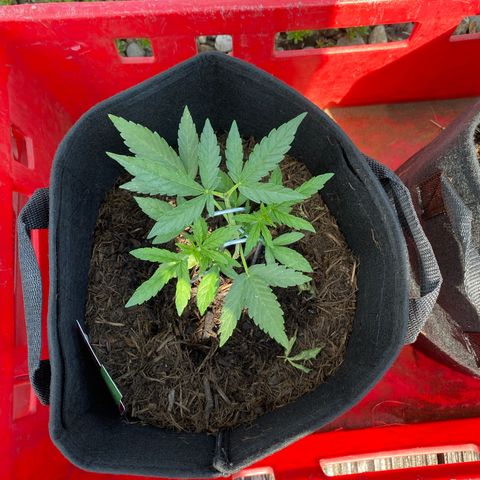 Grape Ape Auto F1 growlog timeline photo