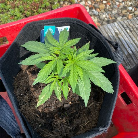 AK-420 Auto growlog timeline photo