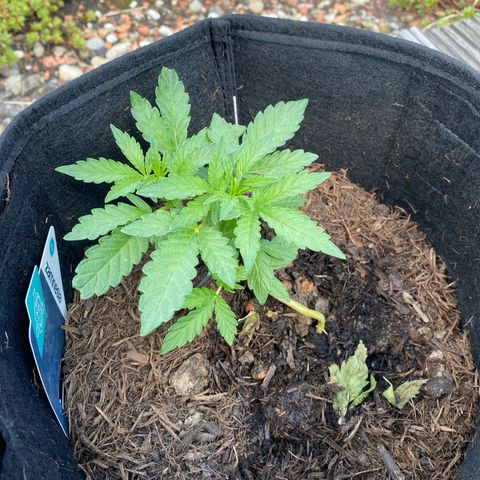 Northern Lights growlog timeline photo