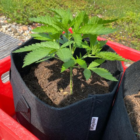 Super Silver Haze growlog timeline photo