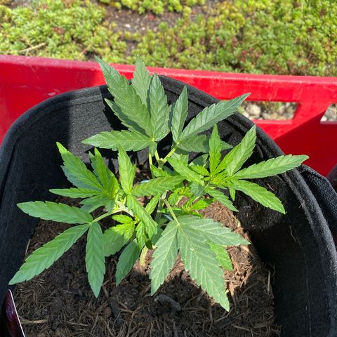 Grape Ape Auto F1 growlog timeline photo