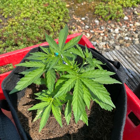 AK-420 Auto growlog timeline photo