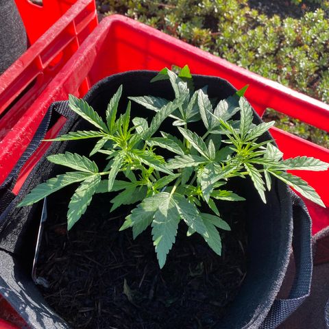 Grape Ape Auto F1 growlog timeline photo