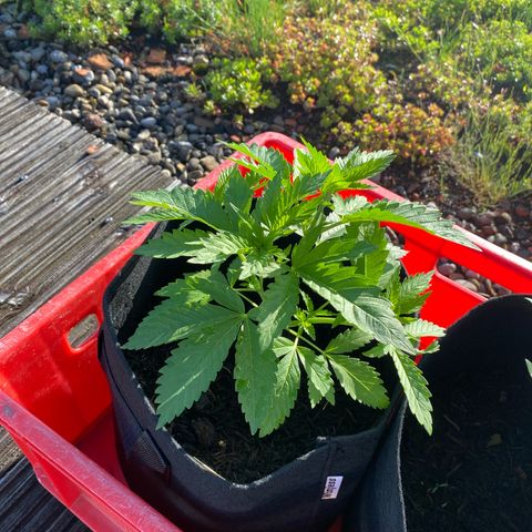 Super Silver Haze growlog timeline photo