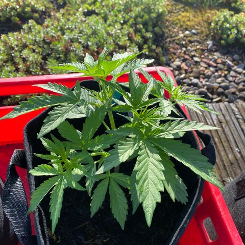 AK-420 Auto growlog timeline photo