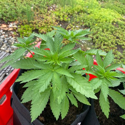 Super Silver Haze growlog timeline photo
