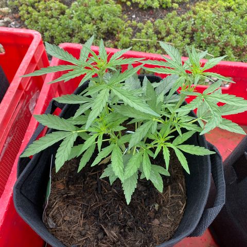 Grape Ape Auto F1 growlog timeline photo