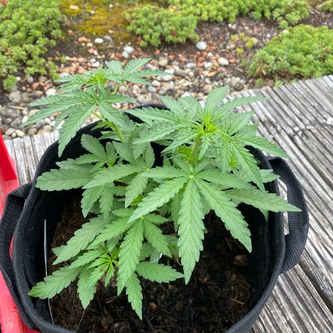 Northern Lights growlog timeline photo