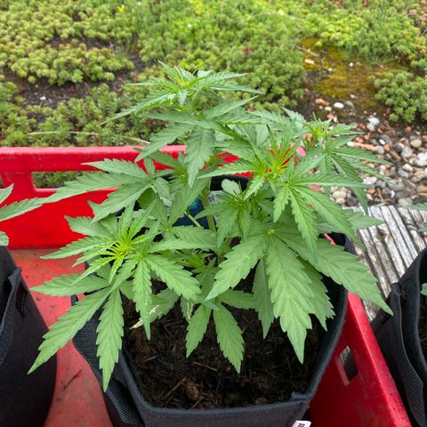 AK-420 Auto growlog timeline photo