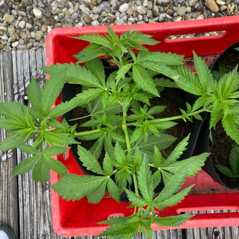 Super Silver Haze growlog timeline photo