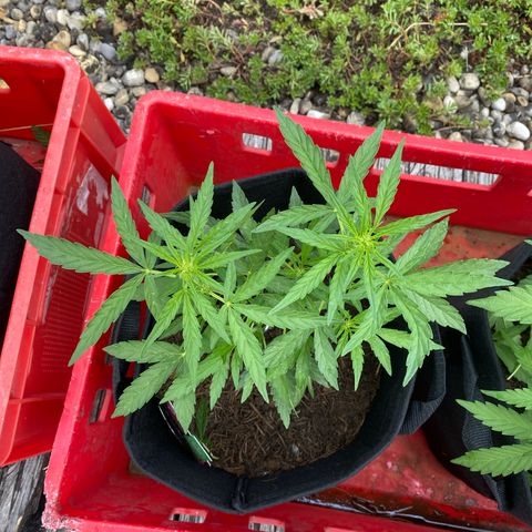 Grape Ape Auto F1 growlog timeline photo