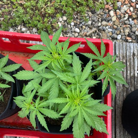 AK-420 Auto growlog timeline photo