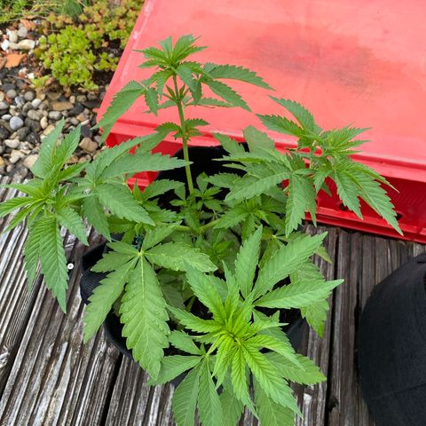 Super Silver Haze growlog timeline photo