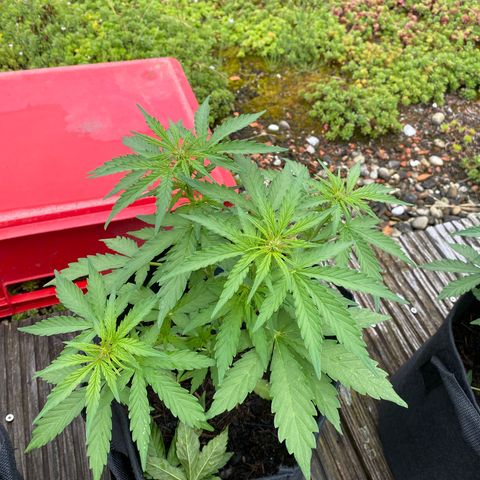 AK-420 Auto growlog timeline photo