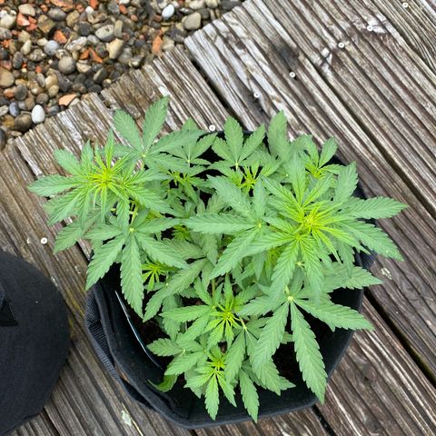 Northern Lights growlog timeline photo