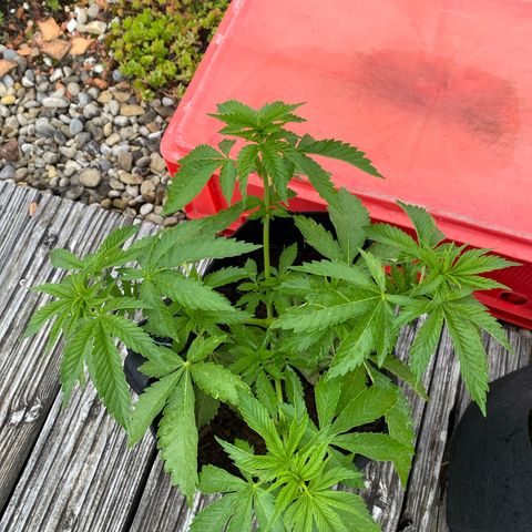 Super Silver Haze growlog timeline photo