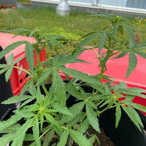 Grape Ape Auto F1 growlog timeline photo
