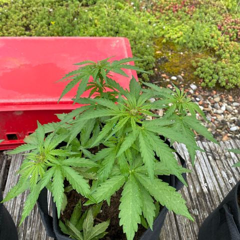 AK-420 Auto growlog timeline photo
