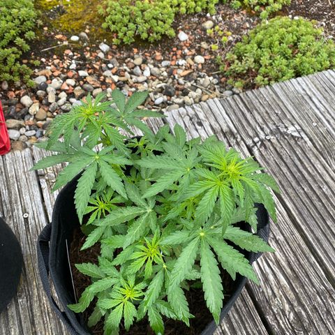 Northern Lights growlog timeline photo