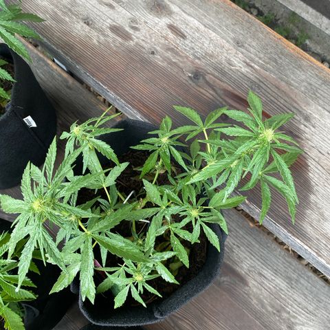 Grape Ape Auto F1 growlog timeline photo