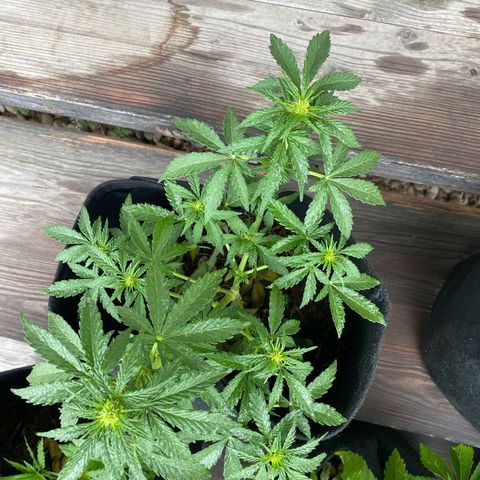 Northern Lights growlog timeline photo