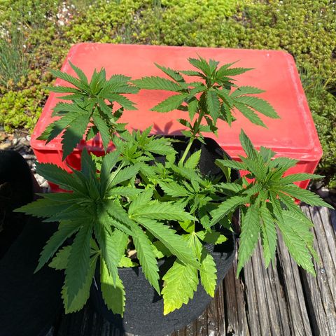 Super Silver Haze growlog timeline photo