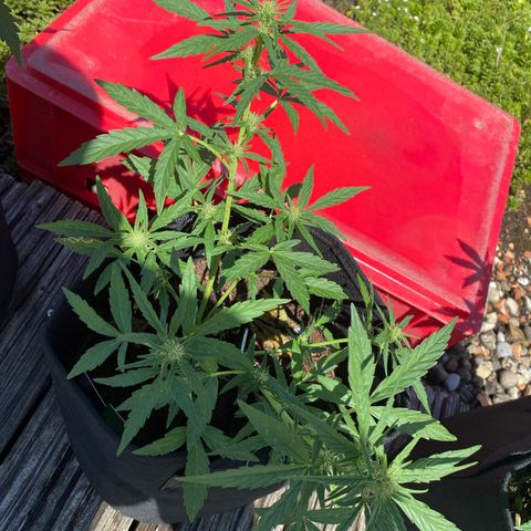 Grape Ape Auto F1 growlog timeline photo