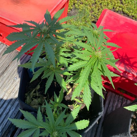 AK-420 Auto growlog timeline photo