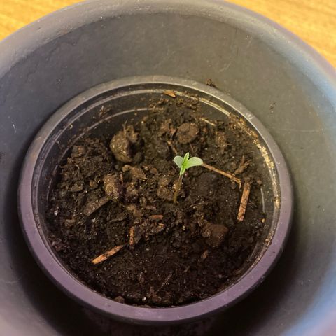 LSD Auto #1 growlog timeline photo