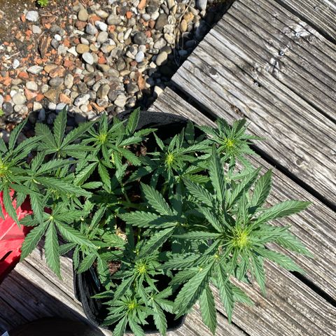 Northern Lights growlog timeline photo
