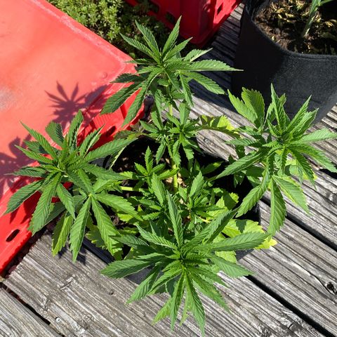 Super Silver Haze growlog timeline photo