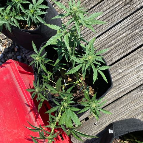 Grape Ape Auto F1 growlog timeline photo