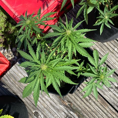 AK-420 Auto growlog timeline photo