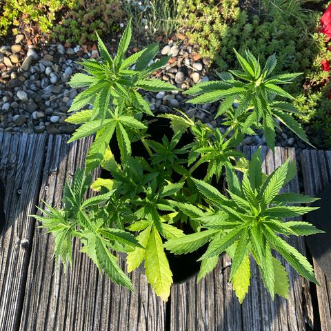 Super Silver Haze growlog timeline photo