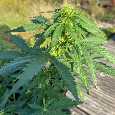 Northern Lights growlog timeline photo