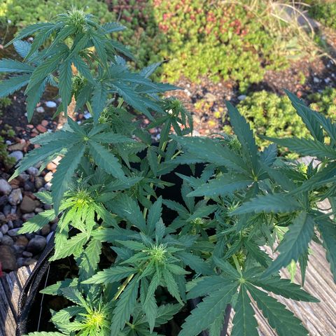 Northern Lights growlog timeline photo