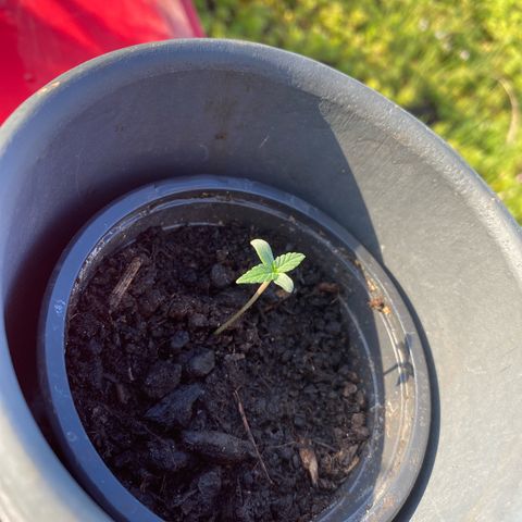 LSD Auto #1 growlog timeline photo