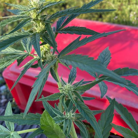 Grape Ape Auto F1 growlog timeline photo