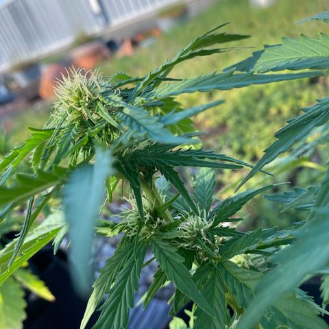 AK-420 Auto growlog timeline photo